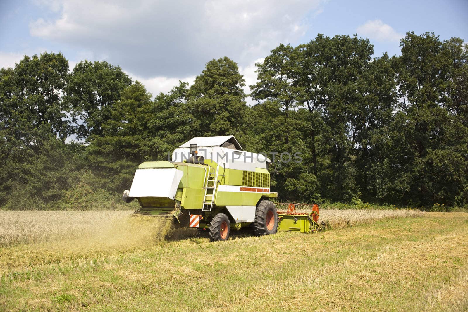 Big green harvester cuts the mature seeds of grain