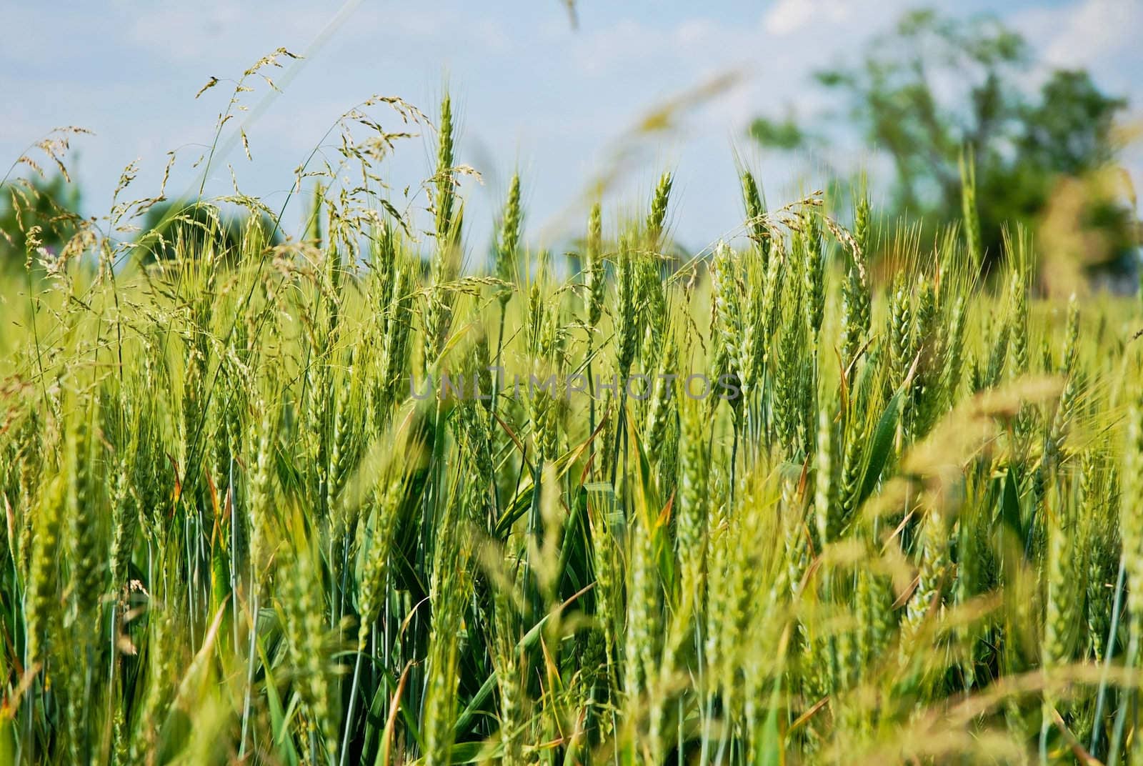 Wheat field Close-up on a may day at country side.