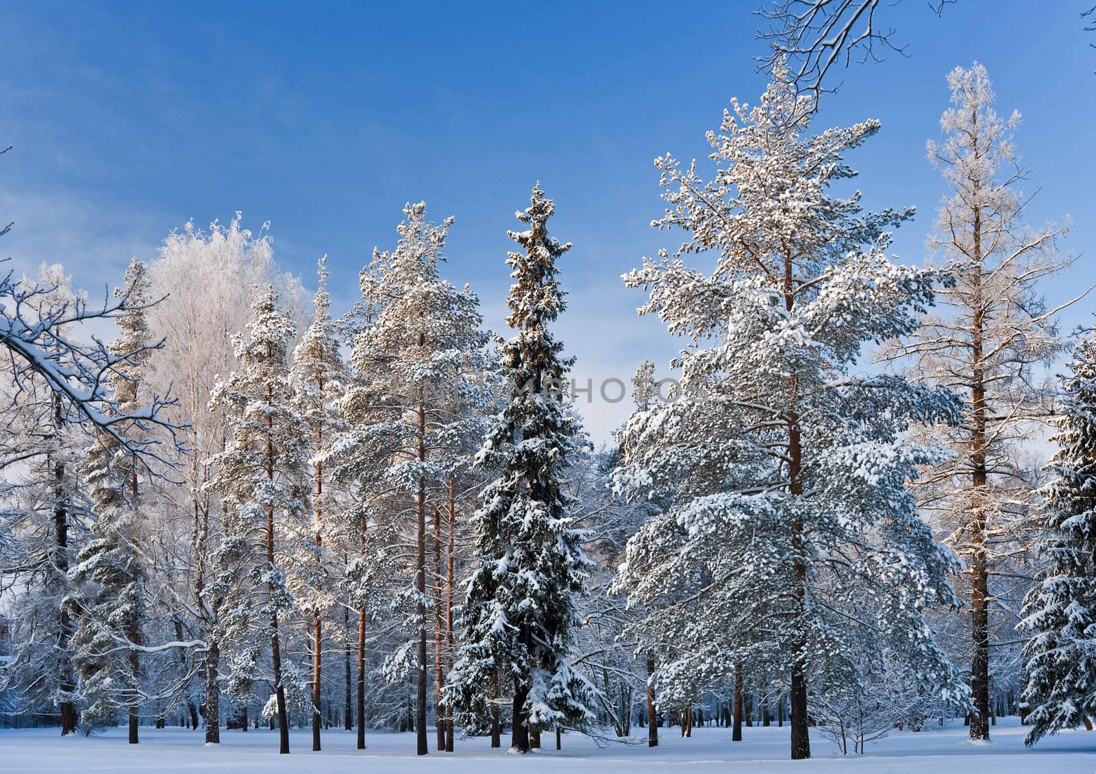 Sunny winter day in the park