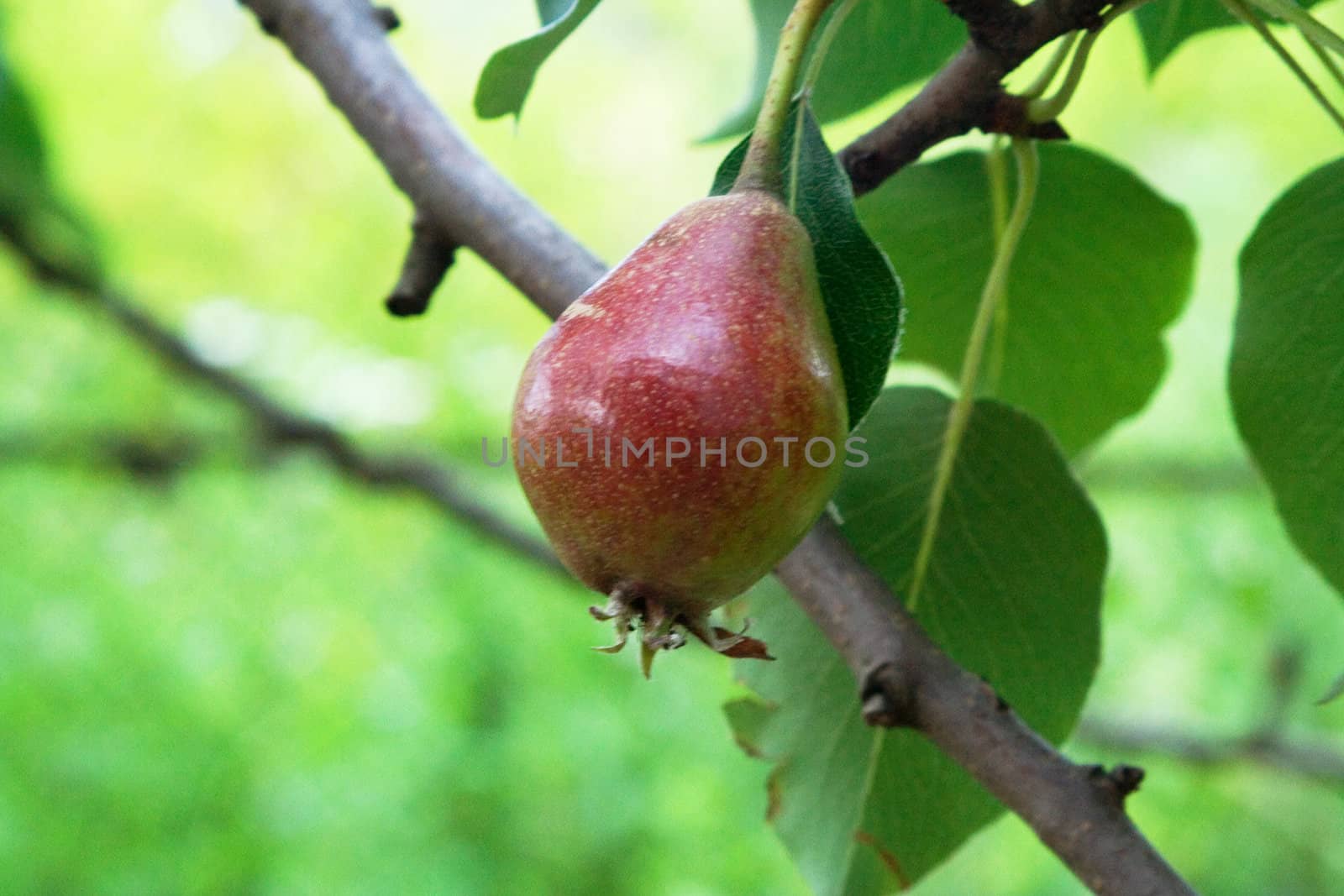 Small unripe pear hanging from a branch of a tree in a summer garden