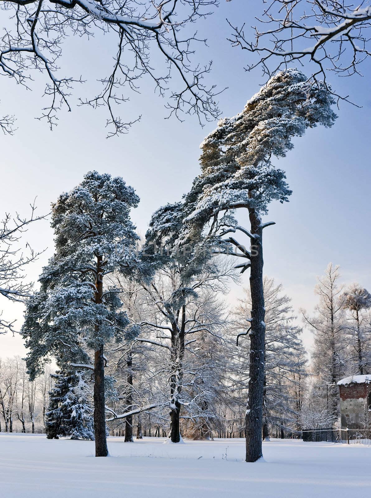 Pine trees in winter park by mulden