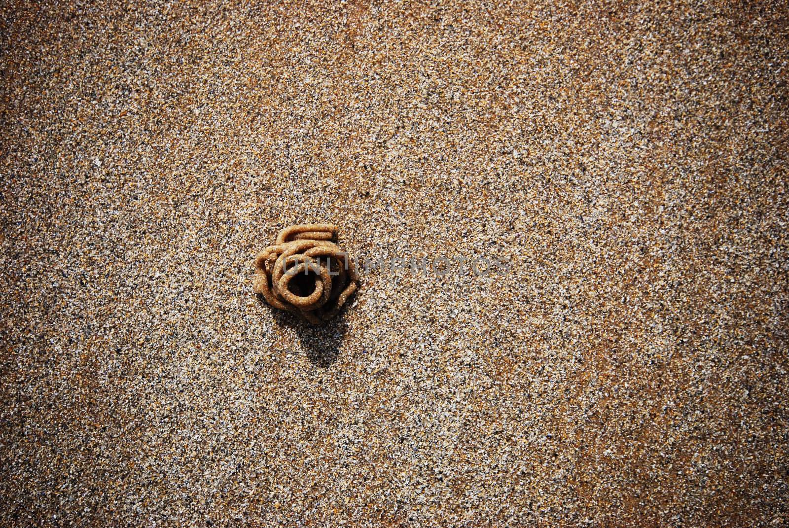 minimal photo of a rock worm on a beach