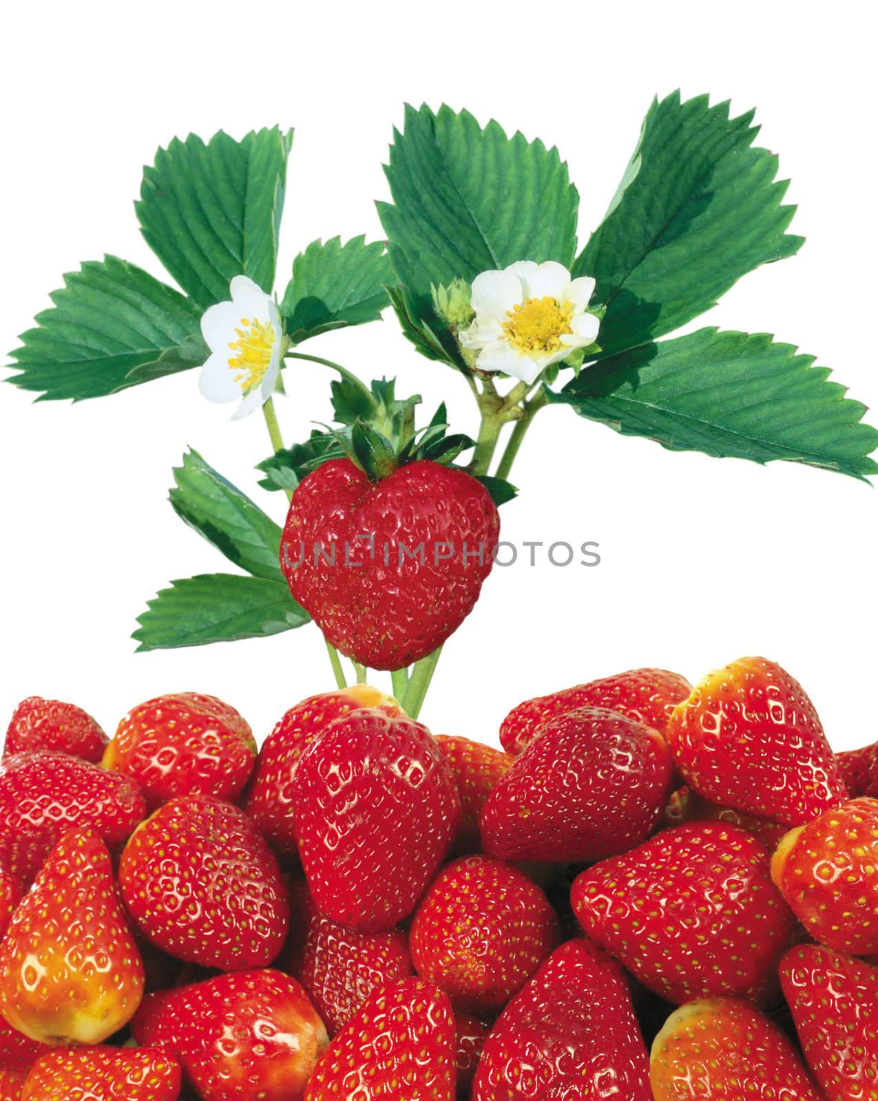 Strawberries by git