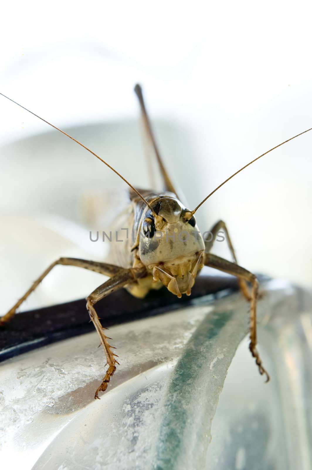 macro shot of big locust facing camera