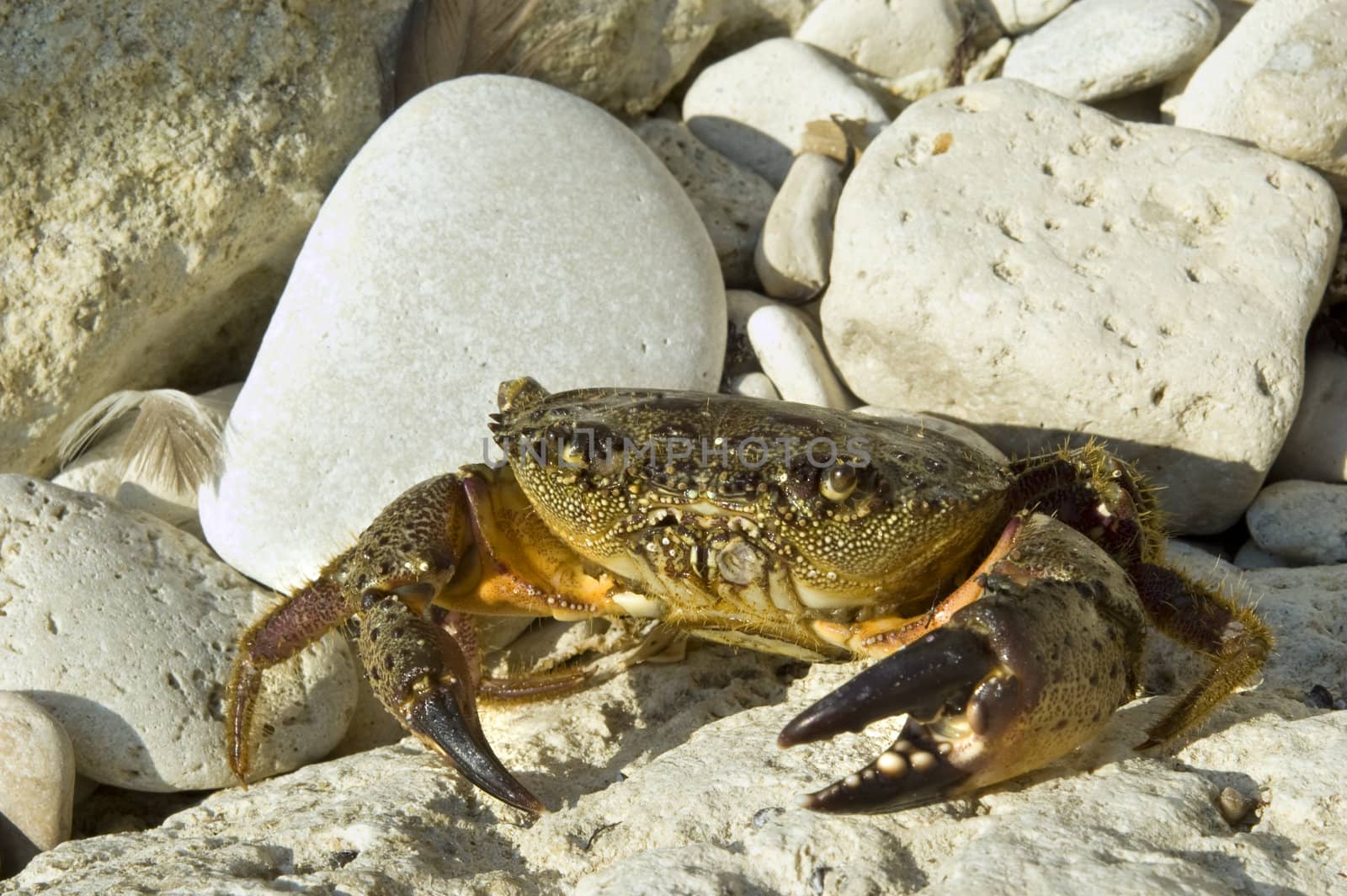 crab sitting on the stone beach in rays of sunset