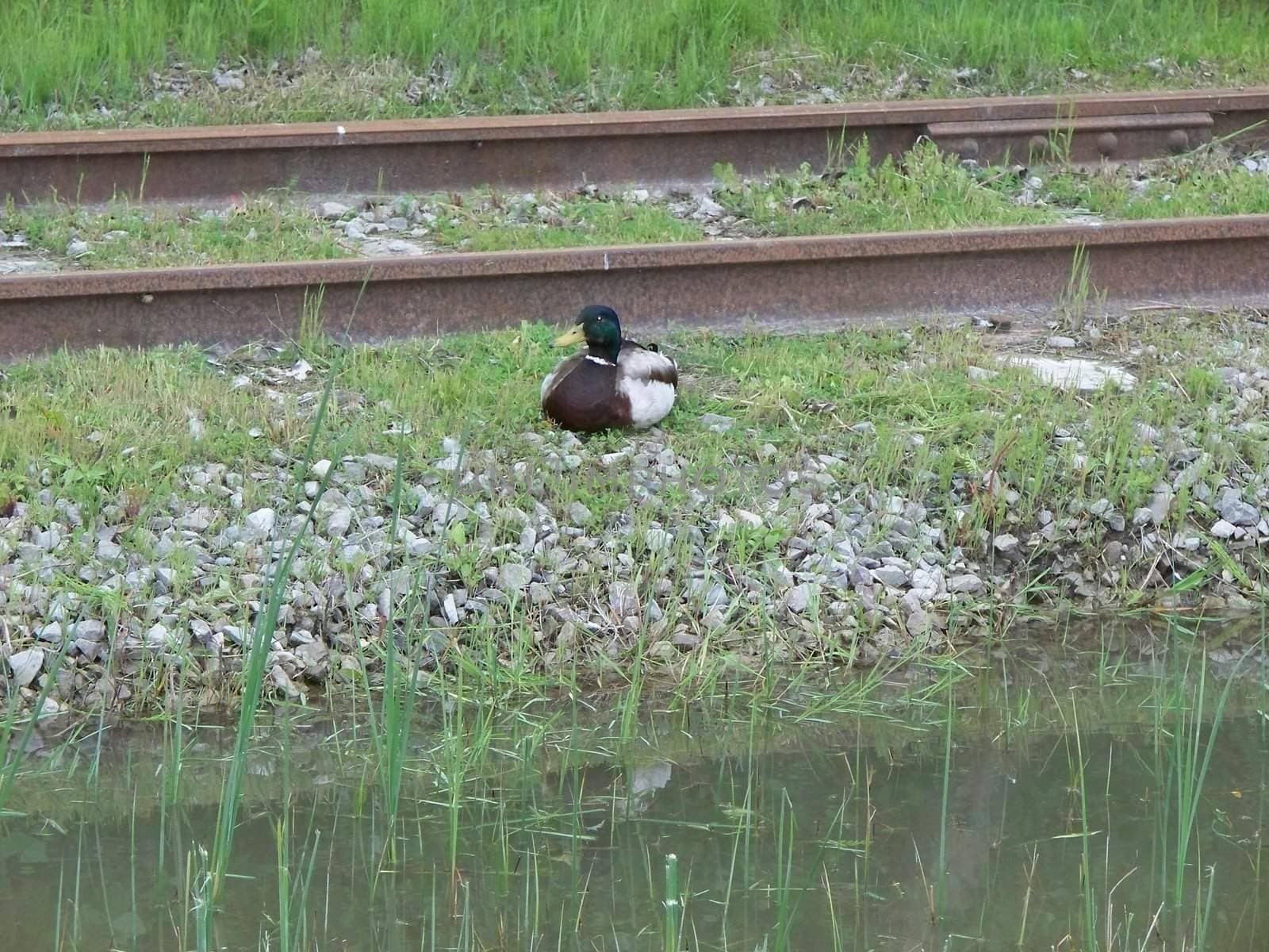 mallard duck waiting for a train