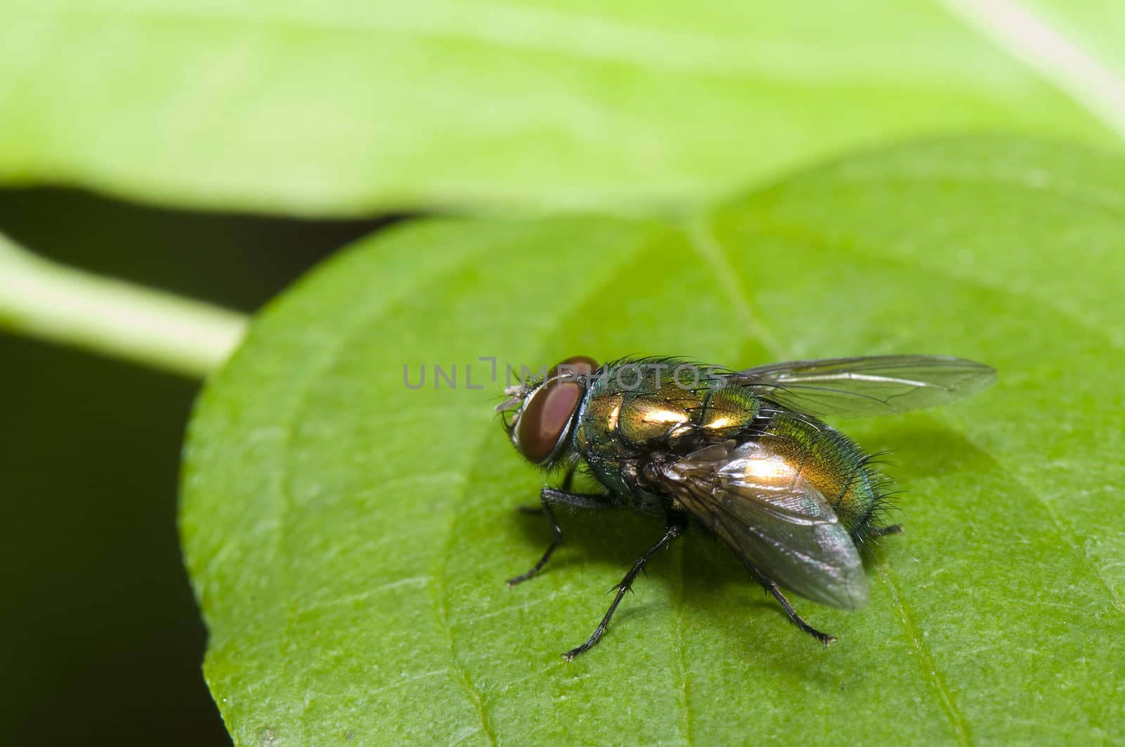 green golden fly sitting on the leaf, macro shot