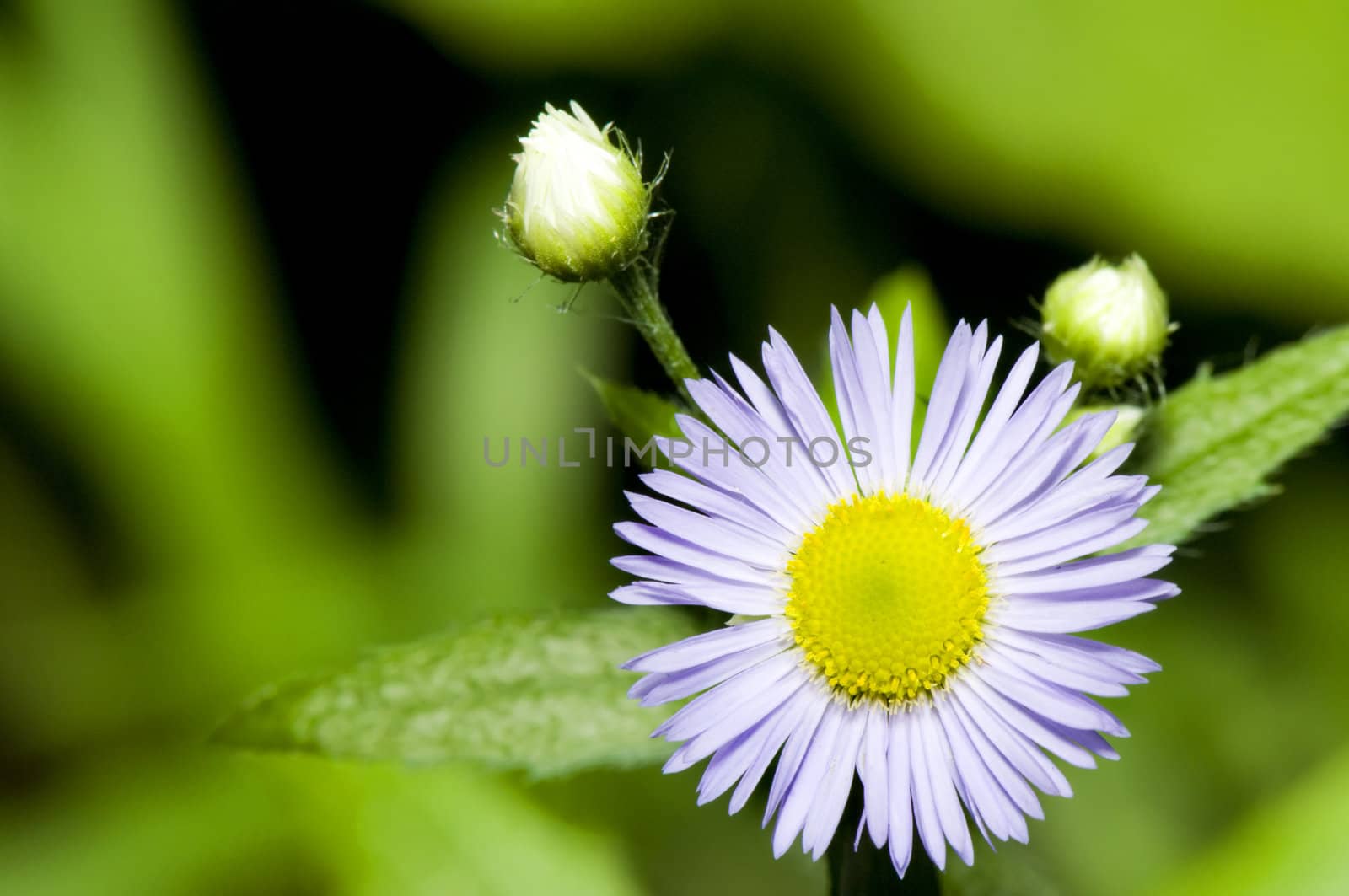 daisy flower macro shot, selective focus