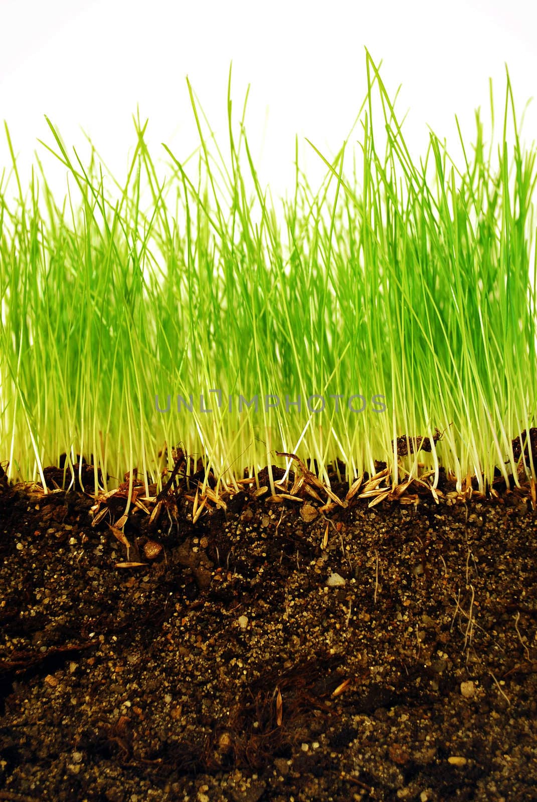 Growing grass with roots in earth in close-up