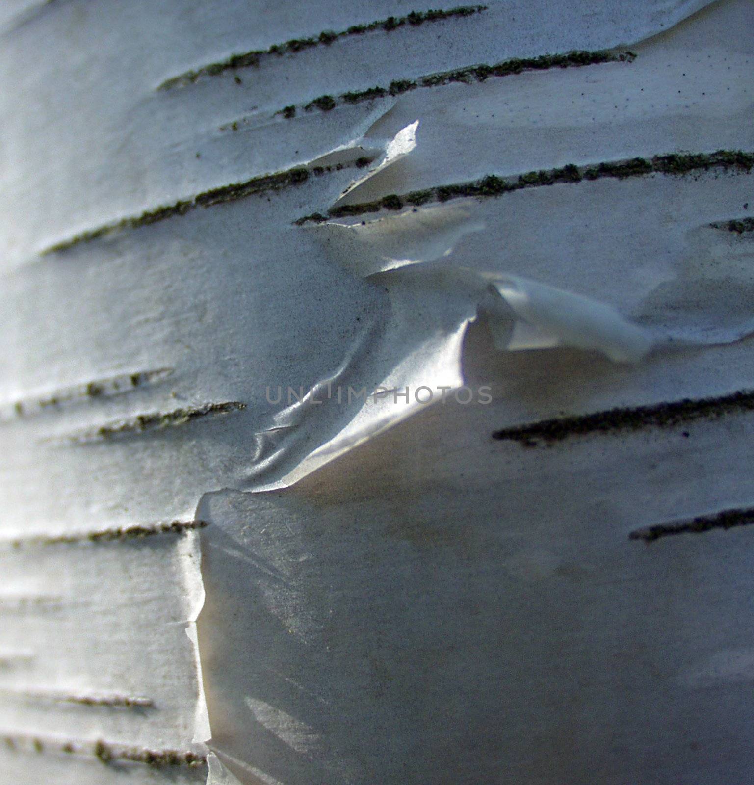 Full screen high resolution shot of wood. Good for a texture or a background.
