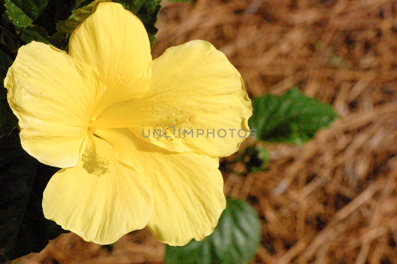 Yellow Flower Background by RefocusPhoto