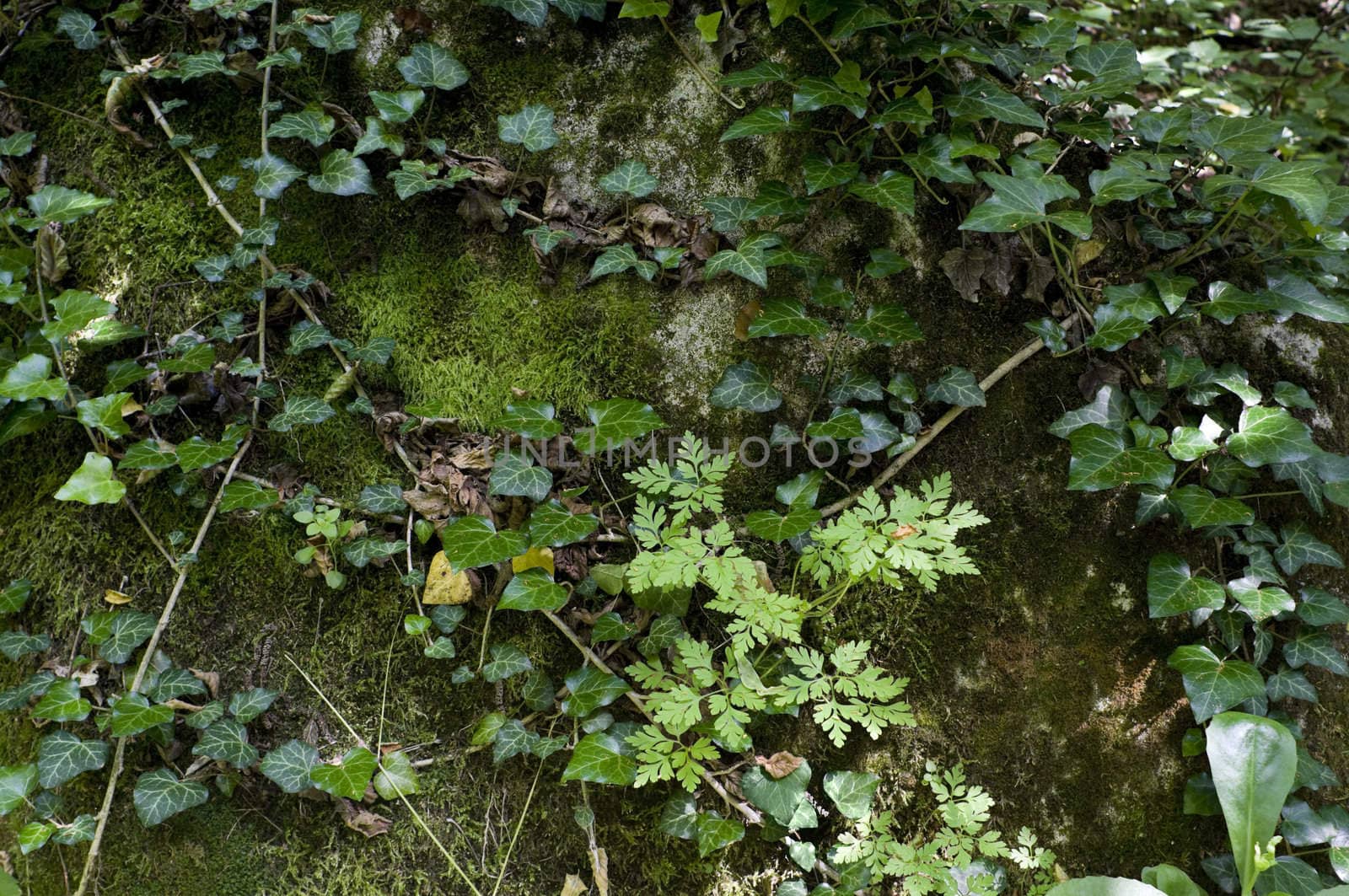 ivy leaves on the floor of forest