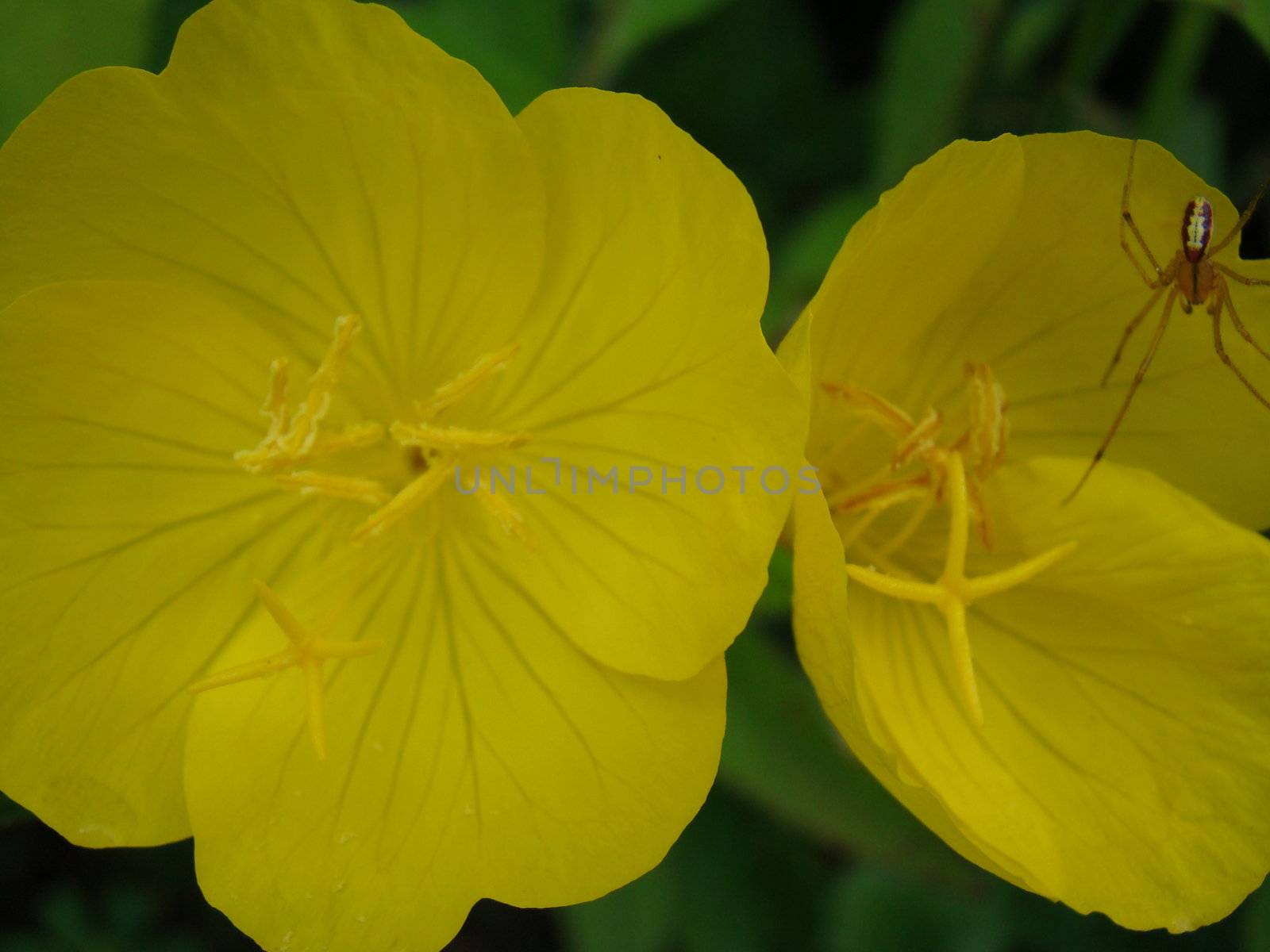 bright yellow flowers a good place for this spider