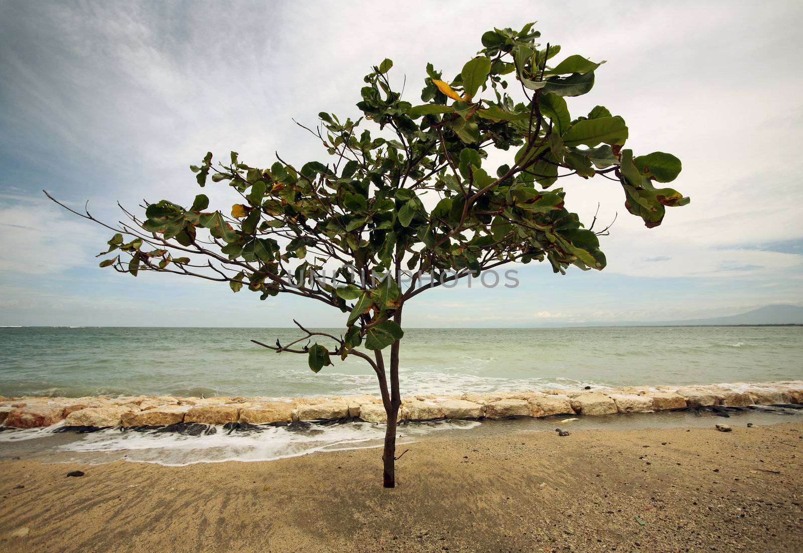 Lonely tree on a coast of the Indian ocean