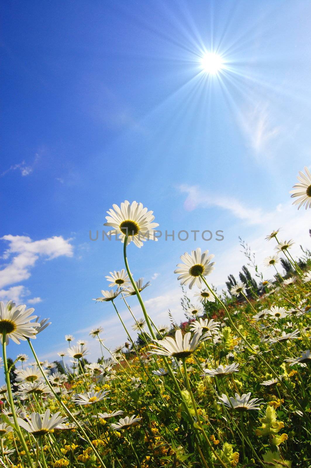 flower in summer under blue sky with copyspace