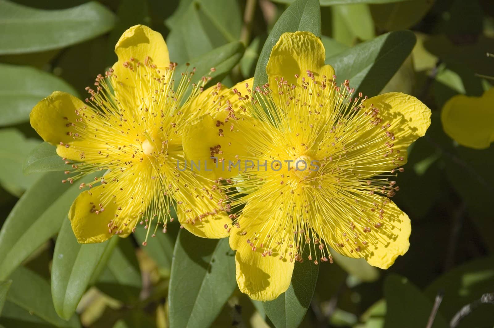 A pair of yellow flowers in summer, in the Pacific Northwest.