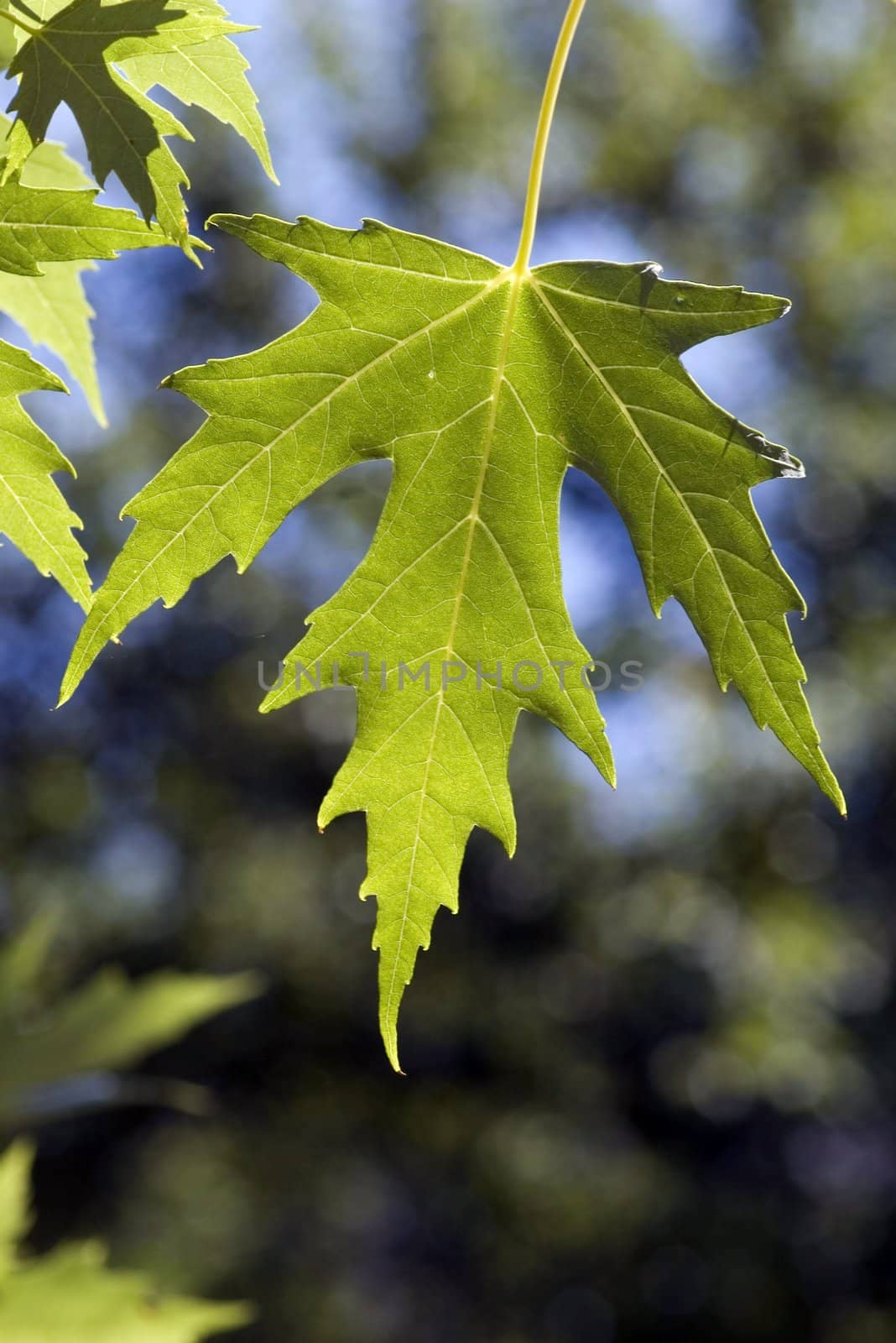 green leaves, shallow focus