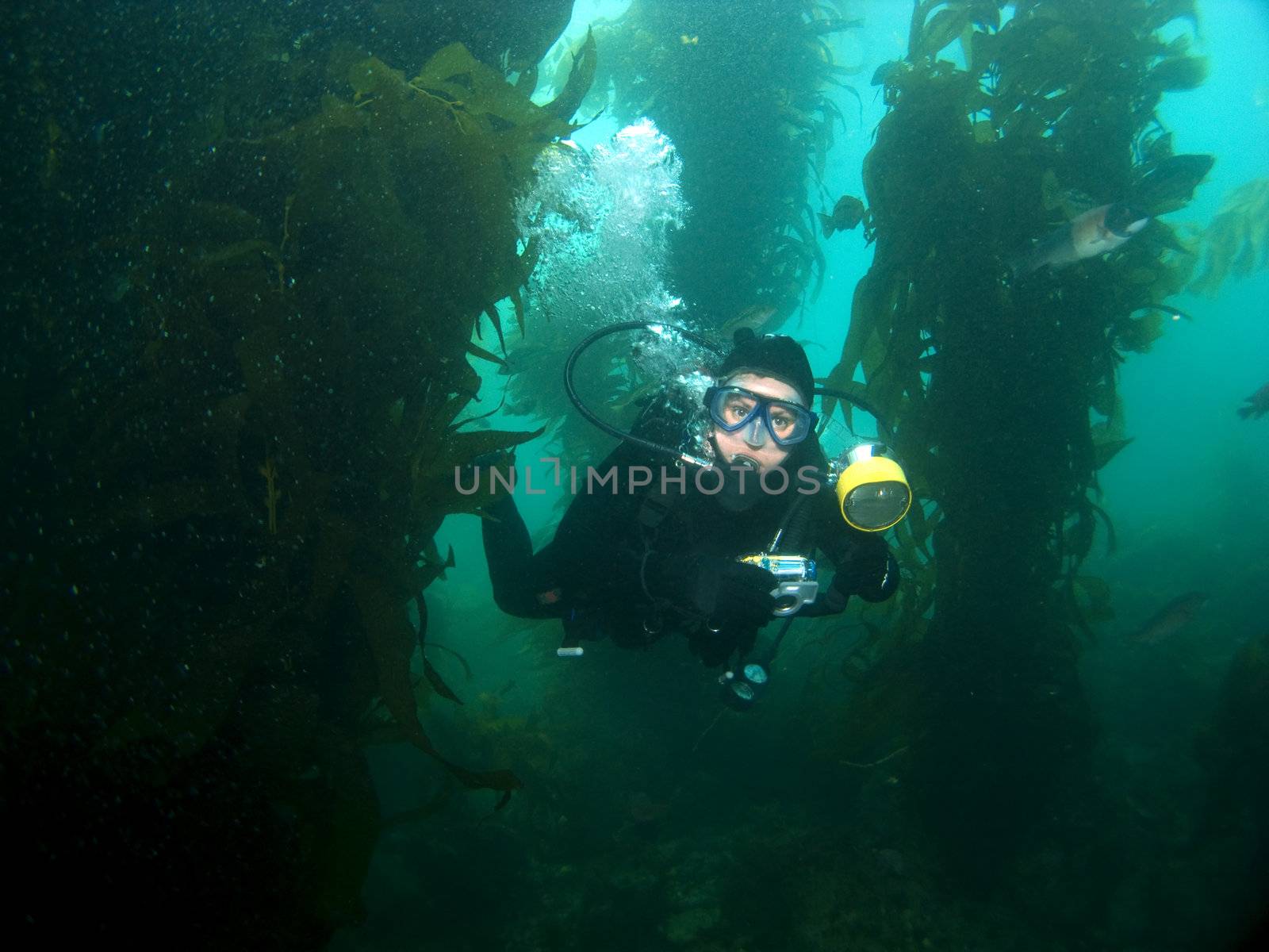Underwater Photographer swimming through the Kelp in Catalina