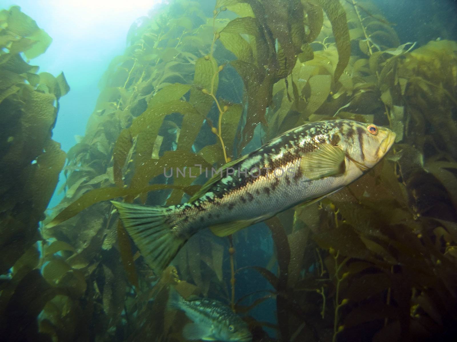 Kelp Bass swimming in the Kelp on Catalina Island