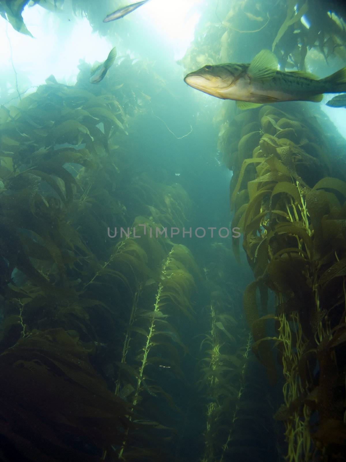 Looking up into the Kelp by KevinPanizza