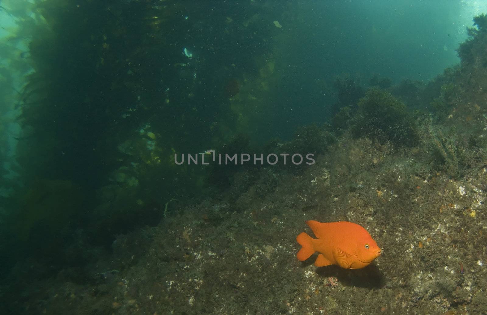 Garibaldi at Casino Point Underwater Park in Catalina