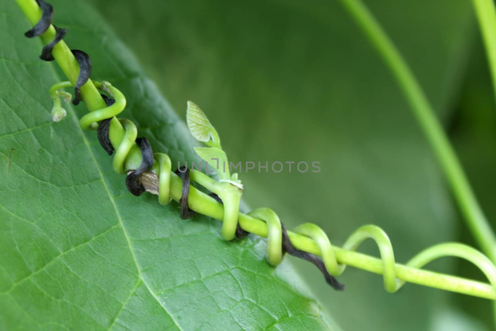 Close up of the vine sprouts.