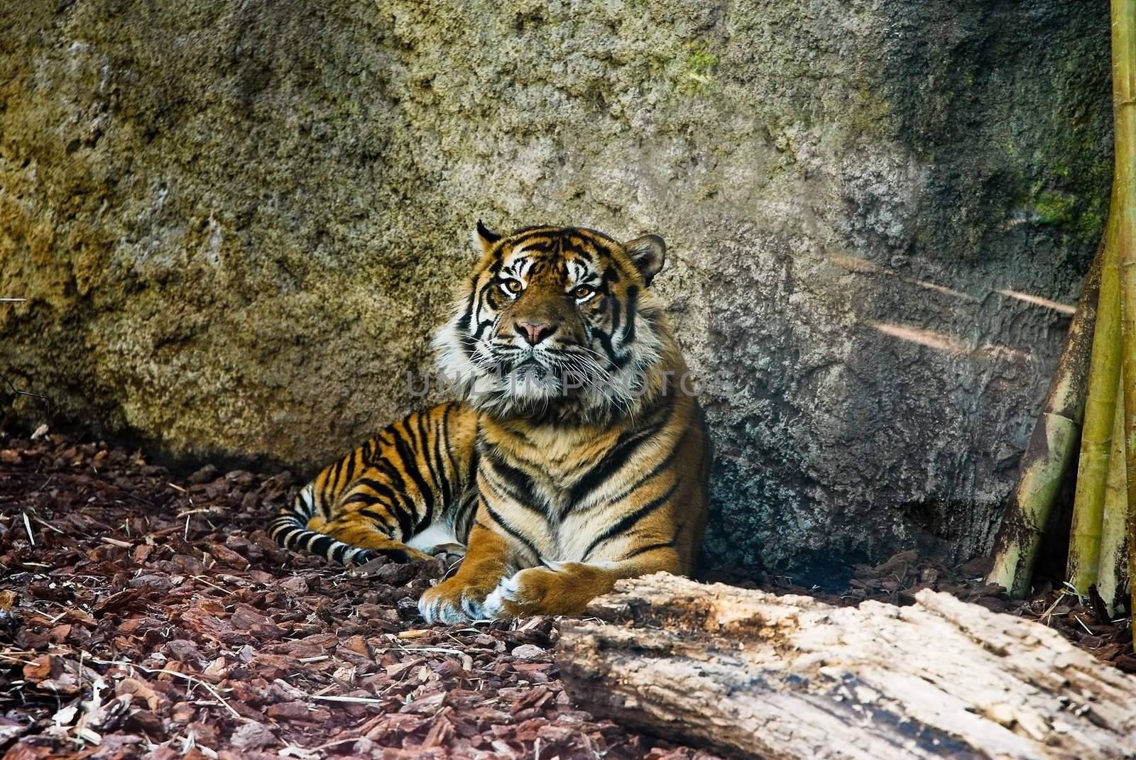 Sumatran Tiger( Panthera tigris sumatrae ) in zoo.
