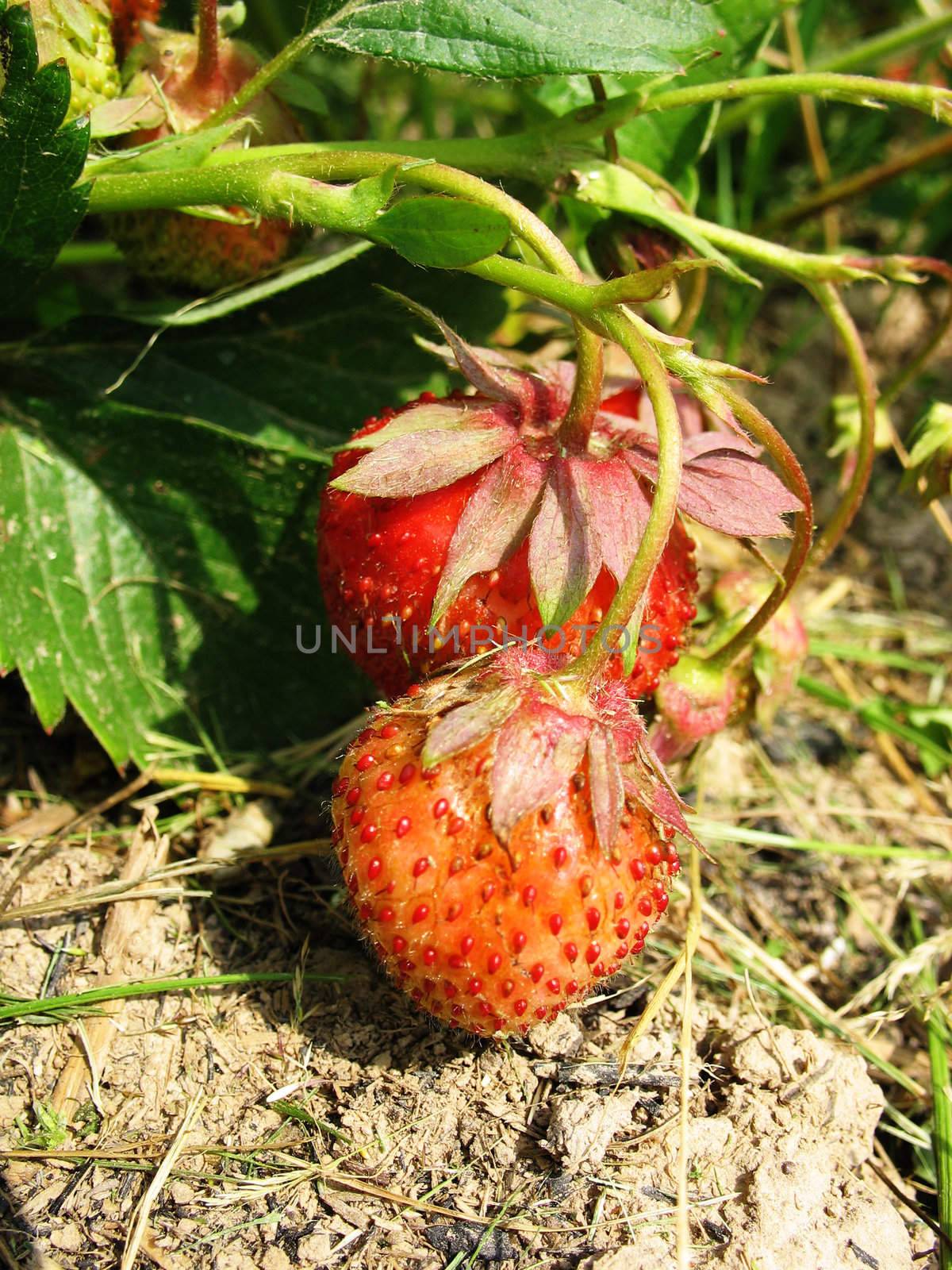 Strawberries in the Garden by sergeyoch