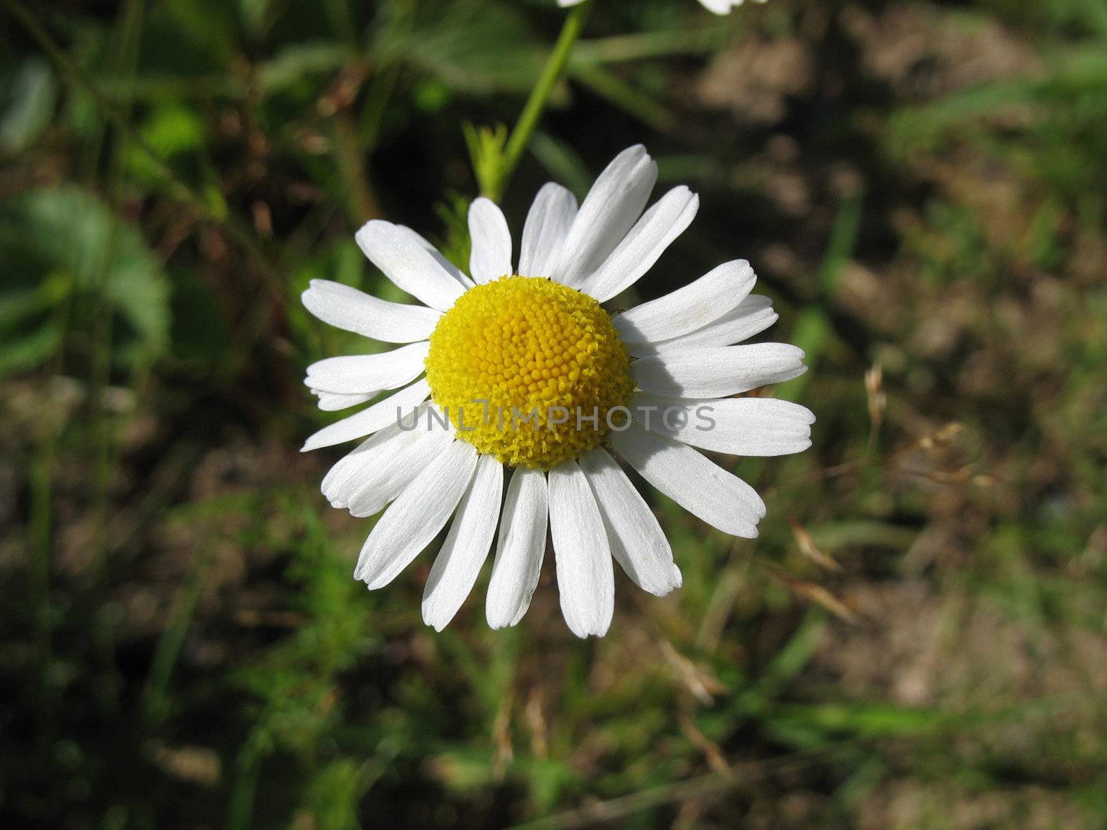 Garden White Daisy by sergeyoch