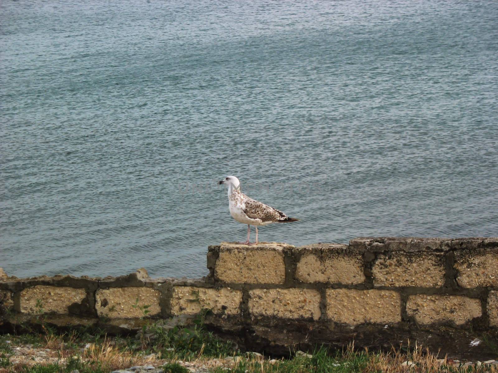 White Gull Sitting on the Ruins by sergeyoch