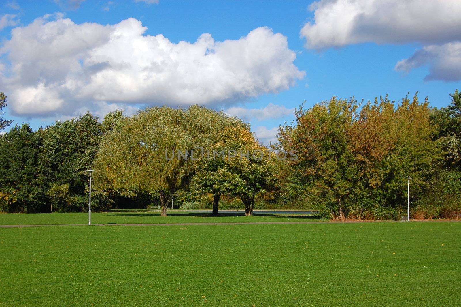 green trees of a park at summer or autumn under blue sky