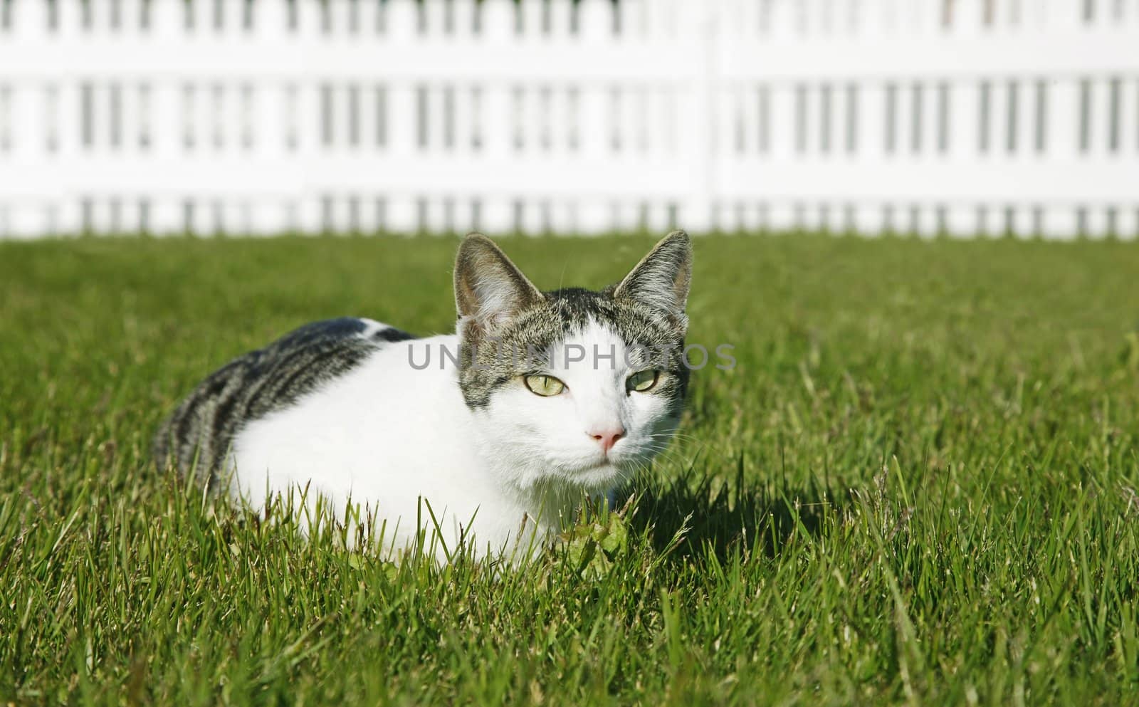 Cat resting on the lawn on a sunny summerday
