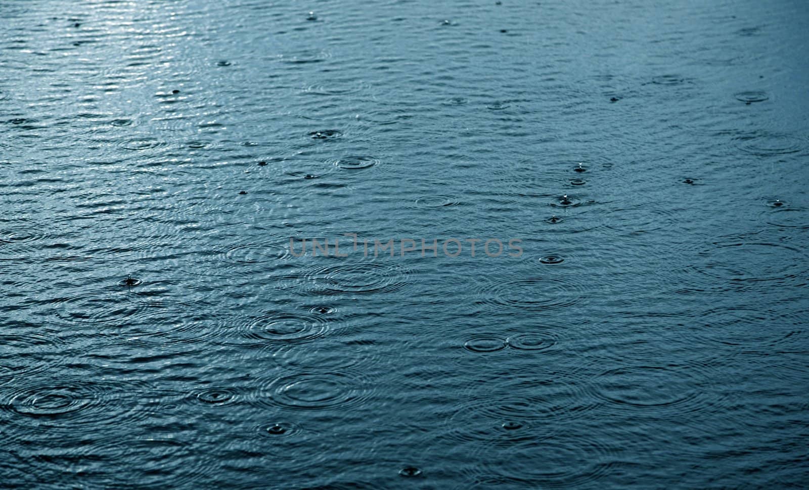 Raindrops falling on water surface ripples and rings on the water