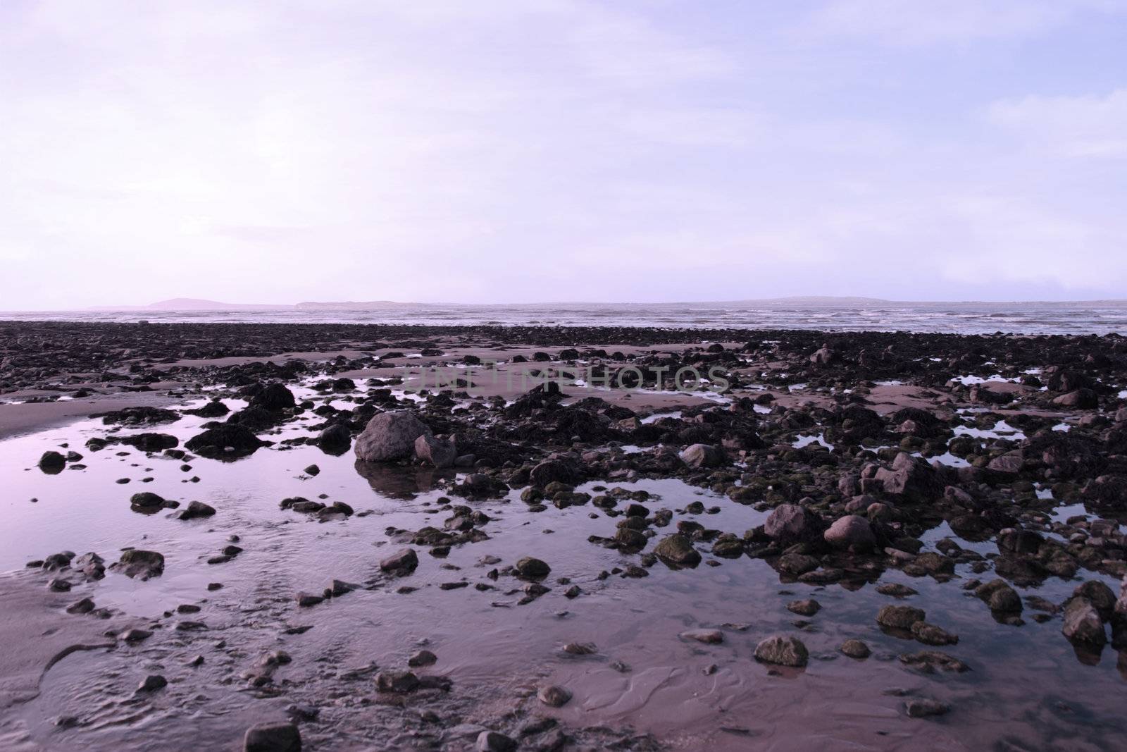 sea weed covered rocks on beale beach co kerry ireland on a cold winters day