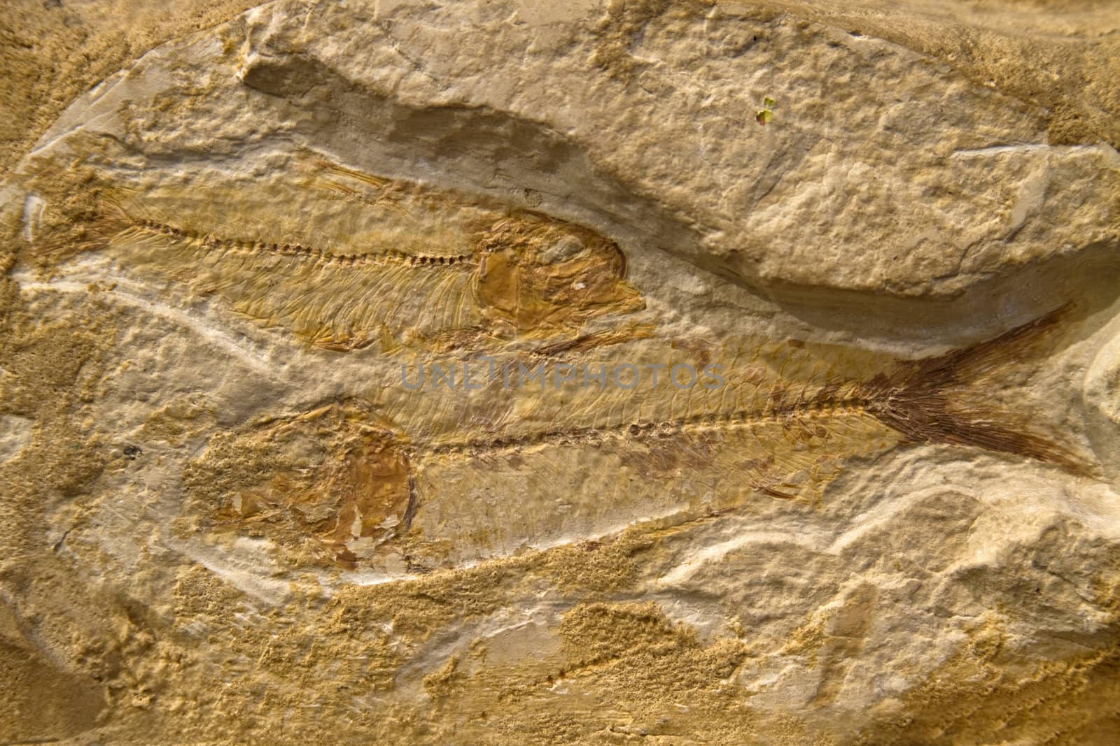 Fossilized Fish from Fossil Lake Area near Kemmerer, Wyoming USA. 