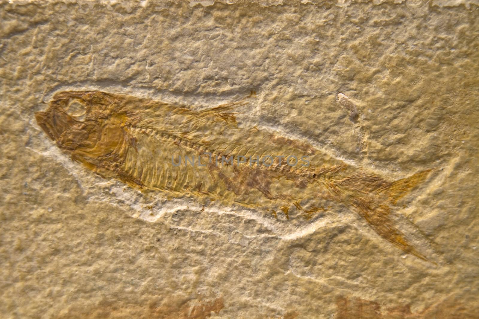 Fossilized Fish from Fossil Lake Area near Kemmerer, Wyoming USA.