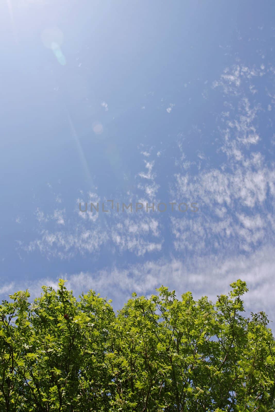 Beautiful summer day with sunlit tree foliage and lens flare