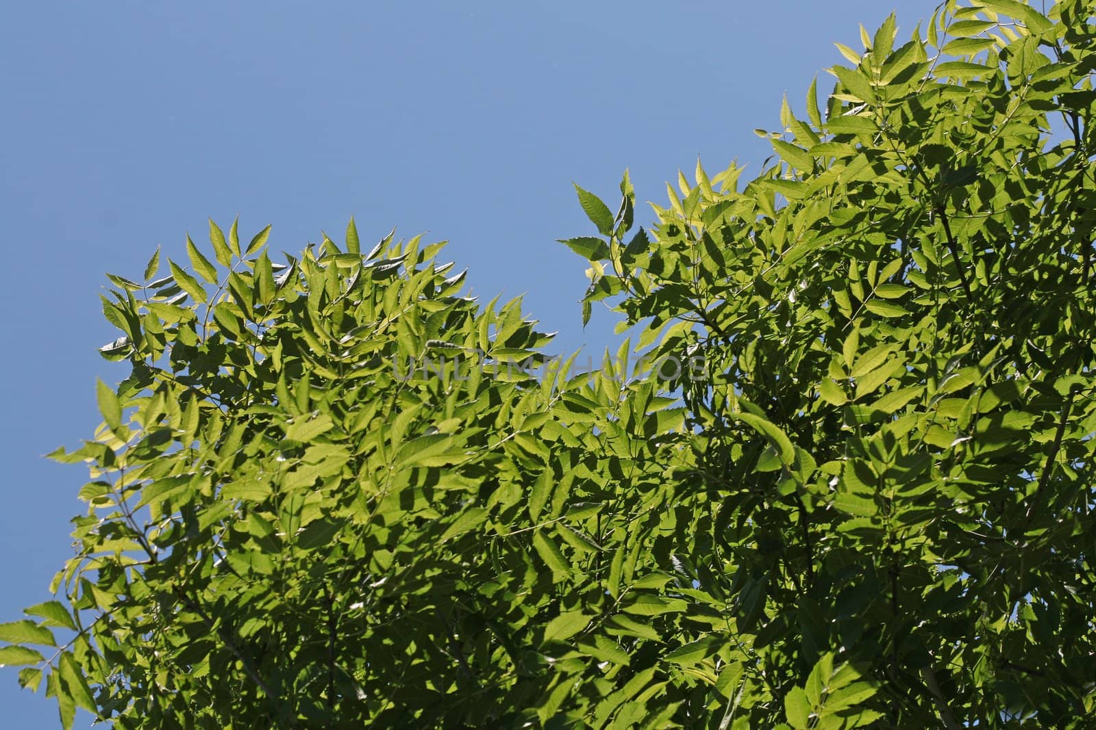 Tree in full blossom on a beautiful summer day