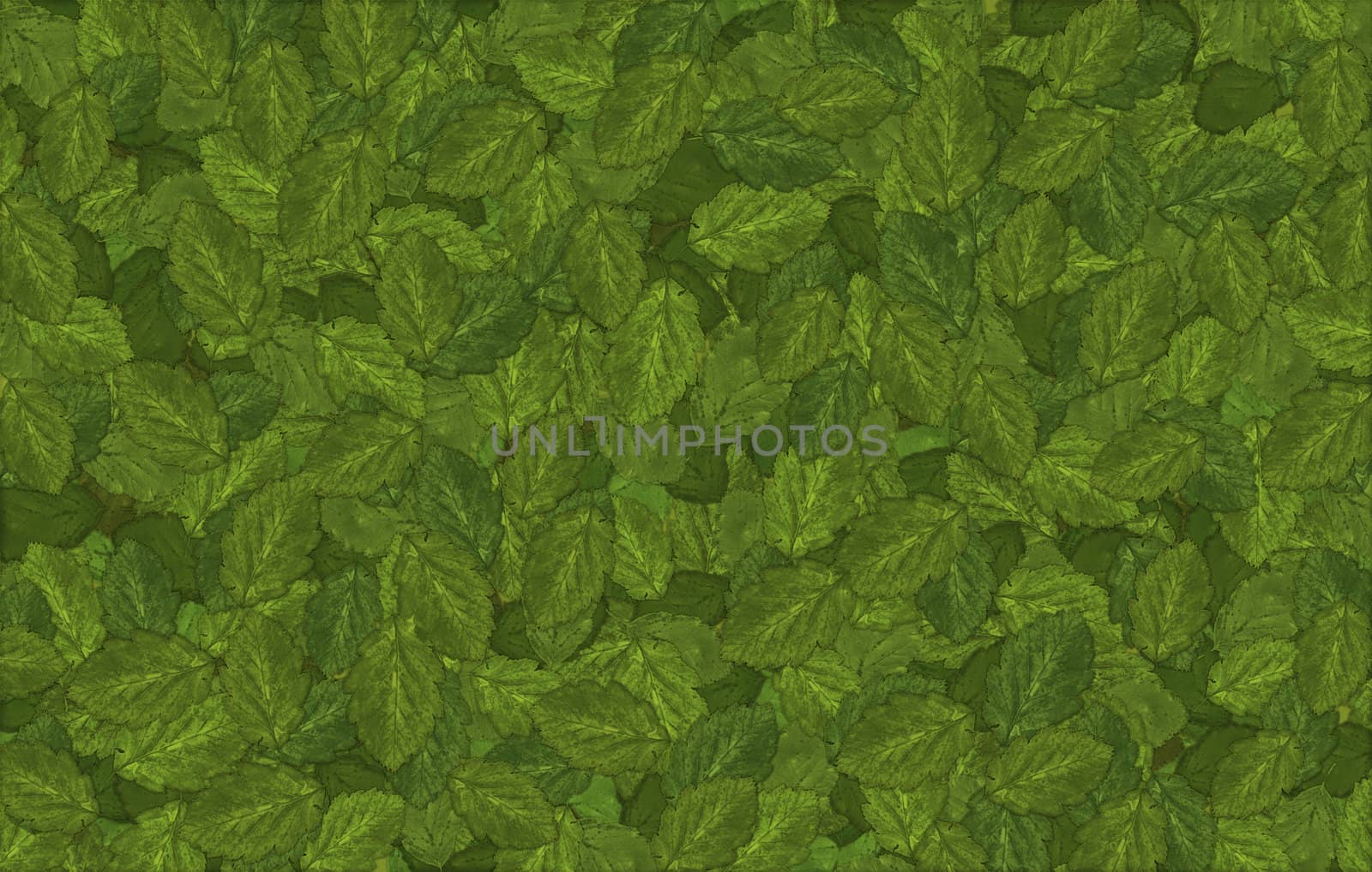 Large file of leaves - summer background