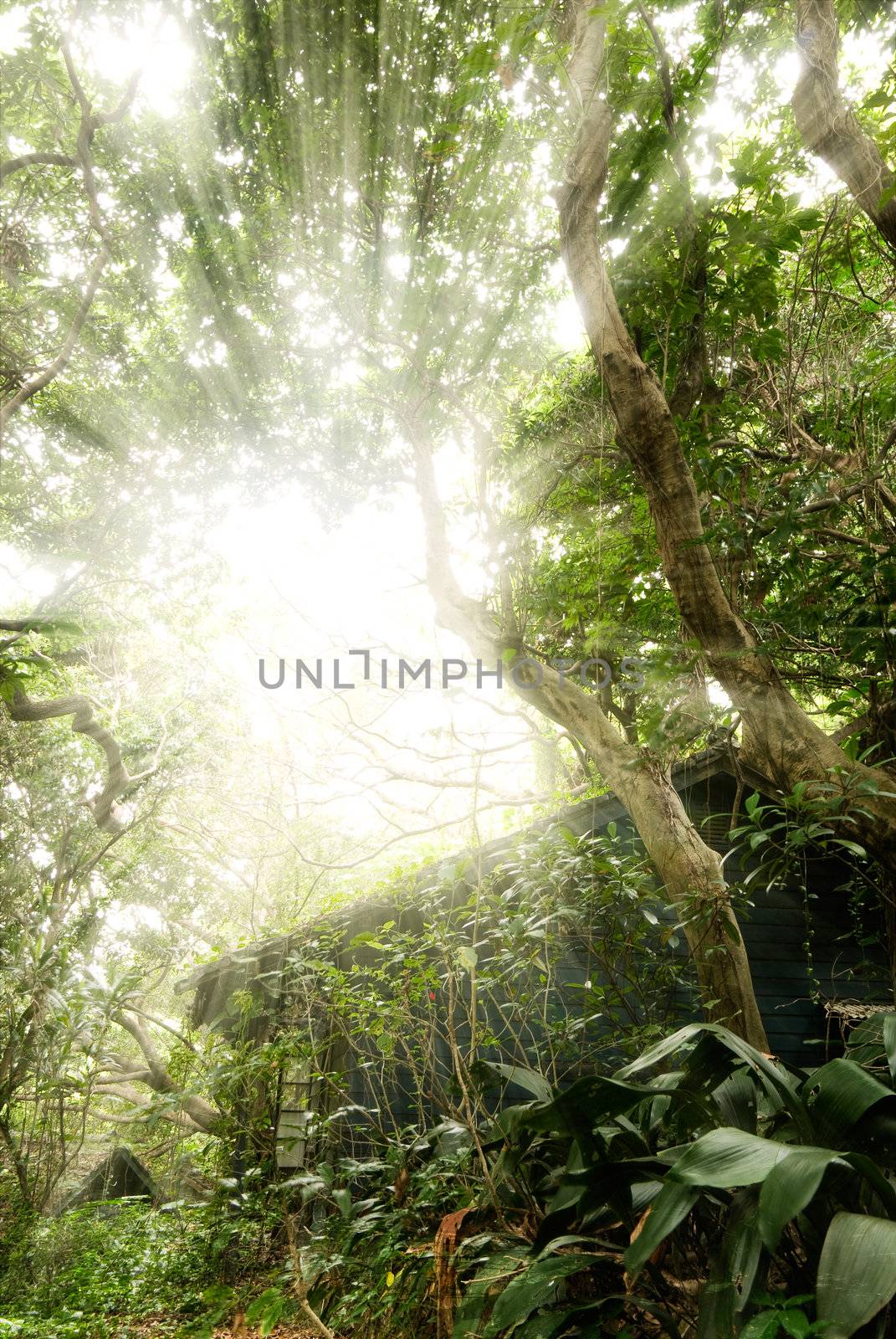 Old house with sun light through the tree in tropical forest.
