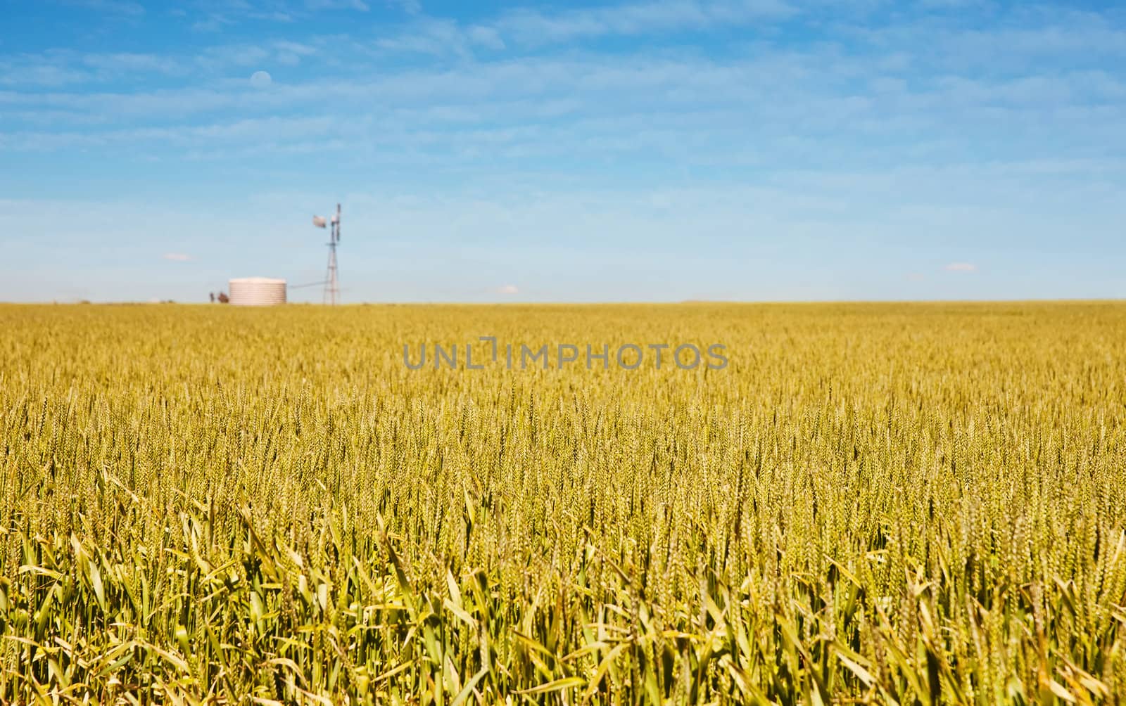 golden wheat and windmill in this field