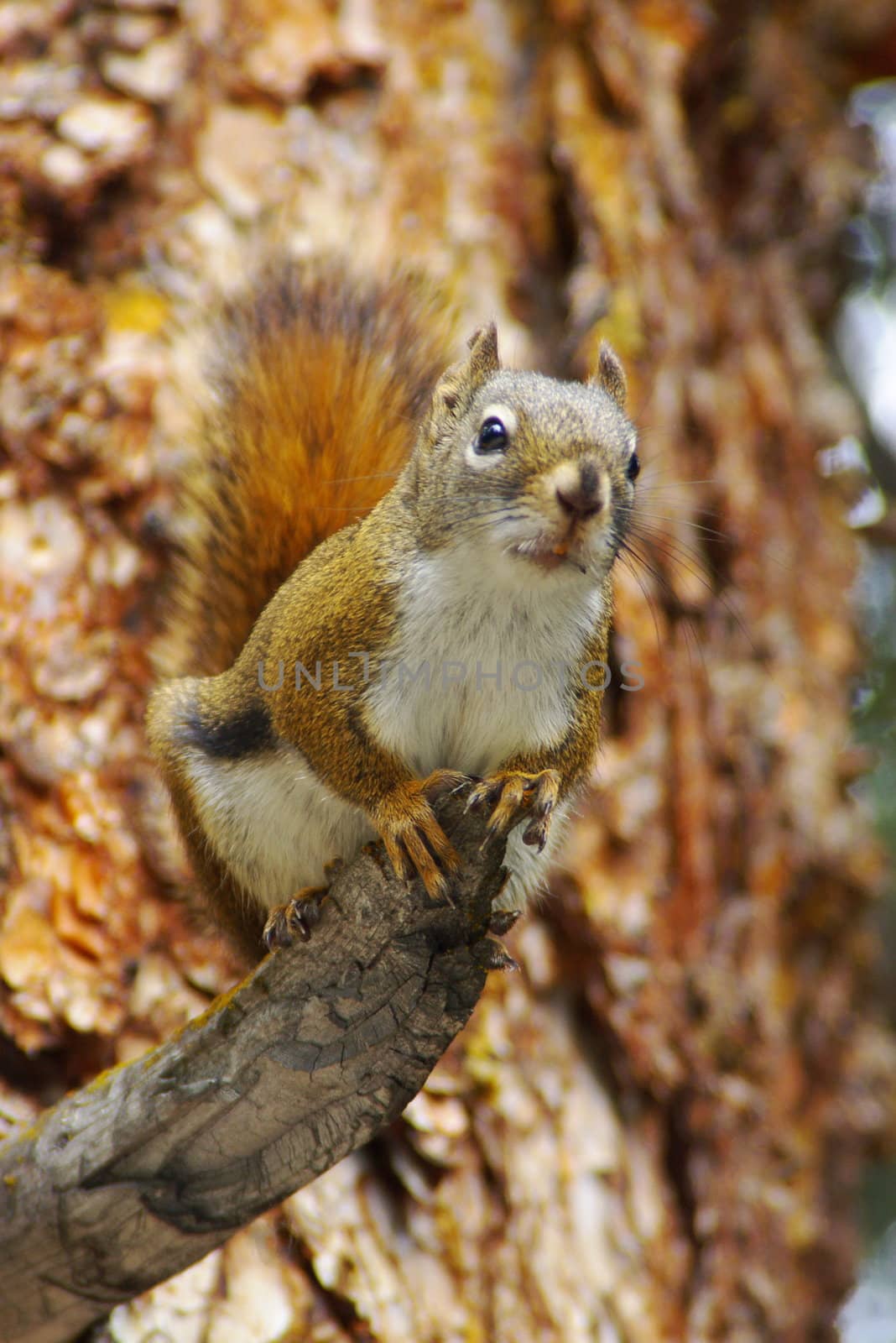 Close-up of a squirrel on a tree branch