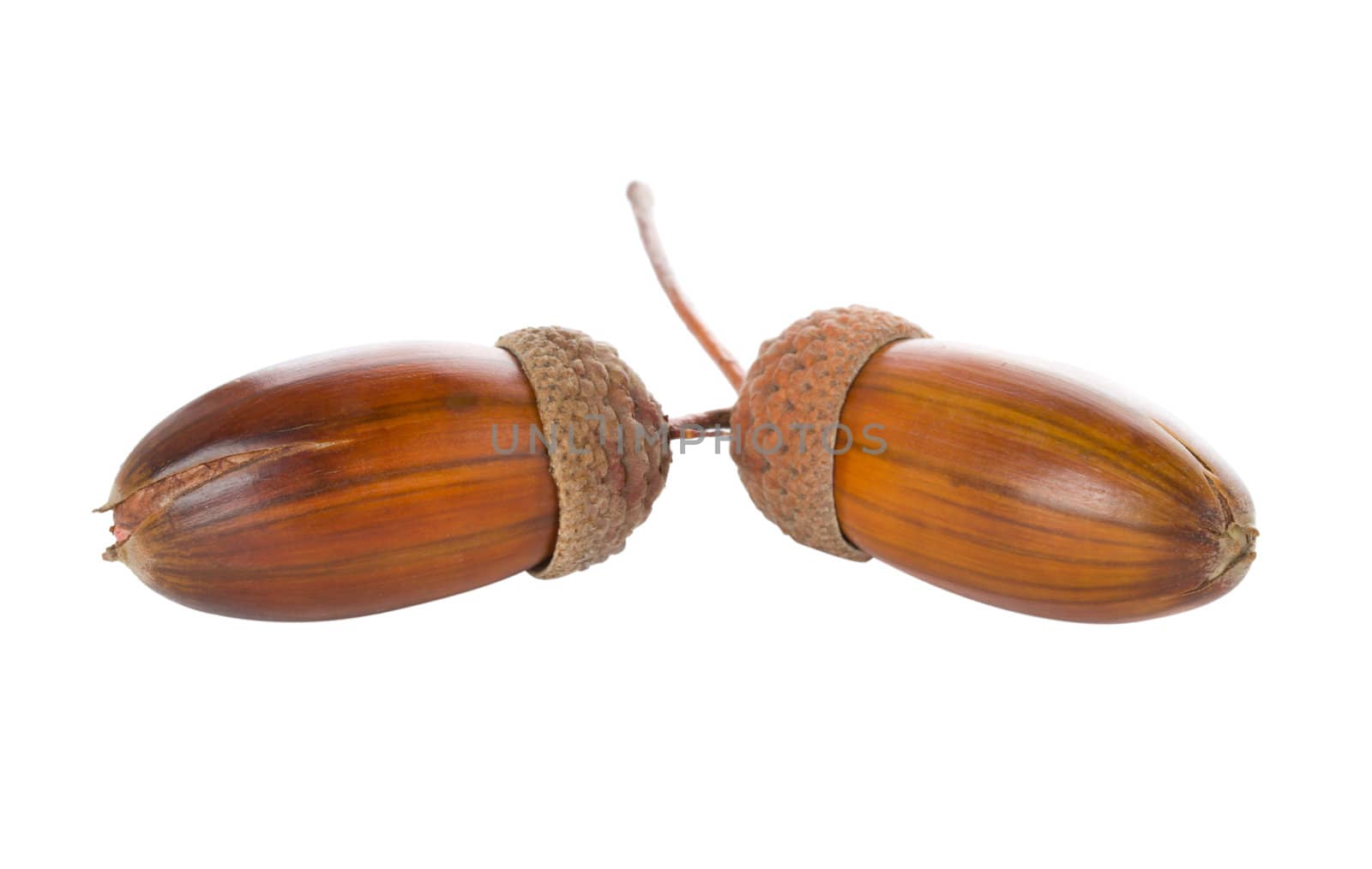 acorns, isolated on white