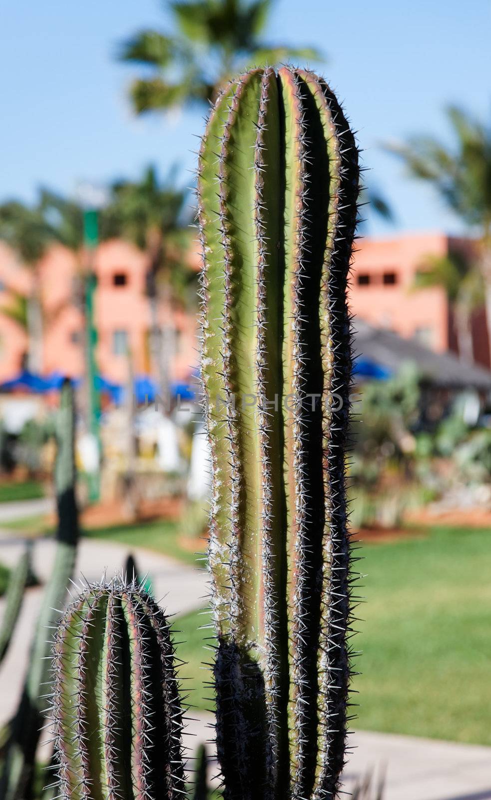 desert plants in a vacation resort in los cabos, Mexico