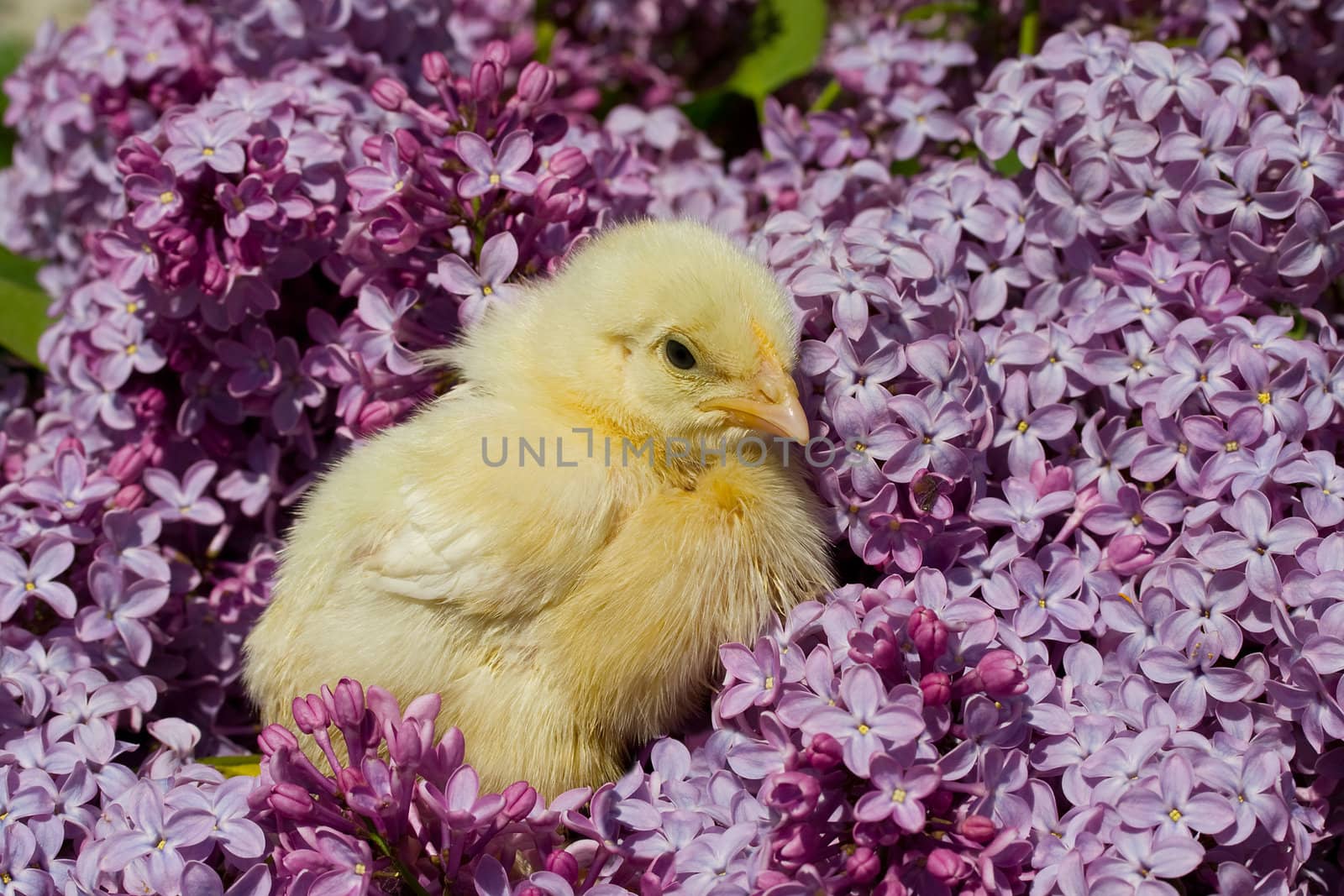 close-up yellow chick in lilac flowers