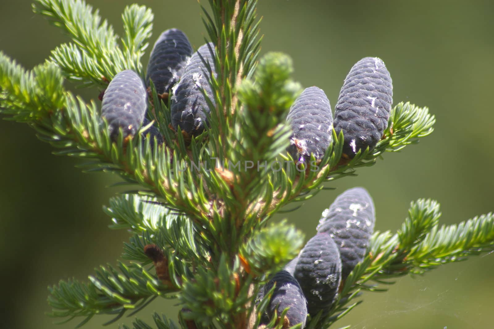 Close-up of pine cones on a tree