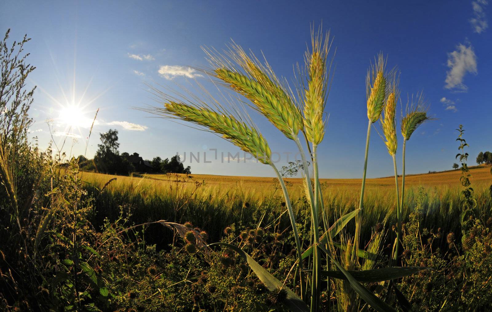 closeup of wheatplant in front of beautiful sunlit farmland