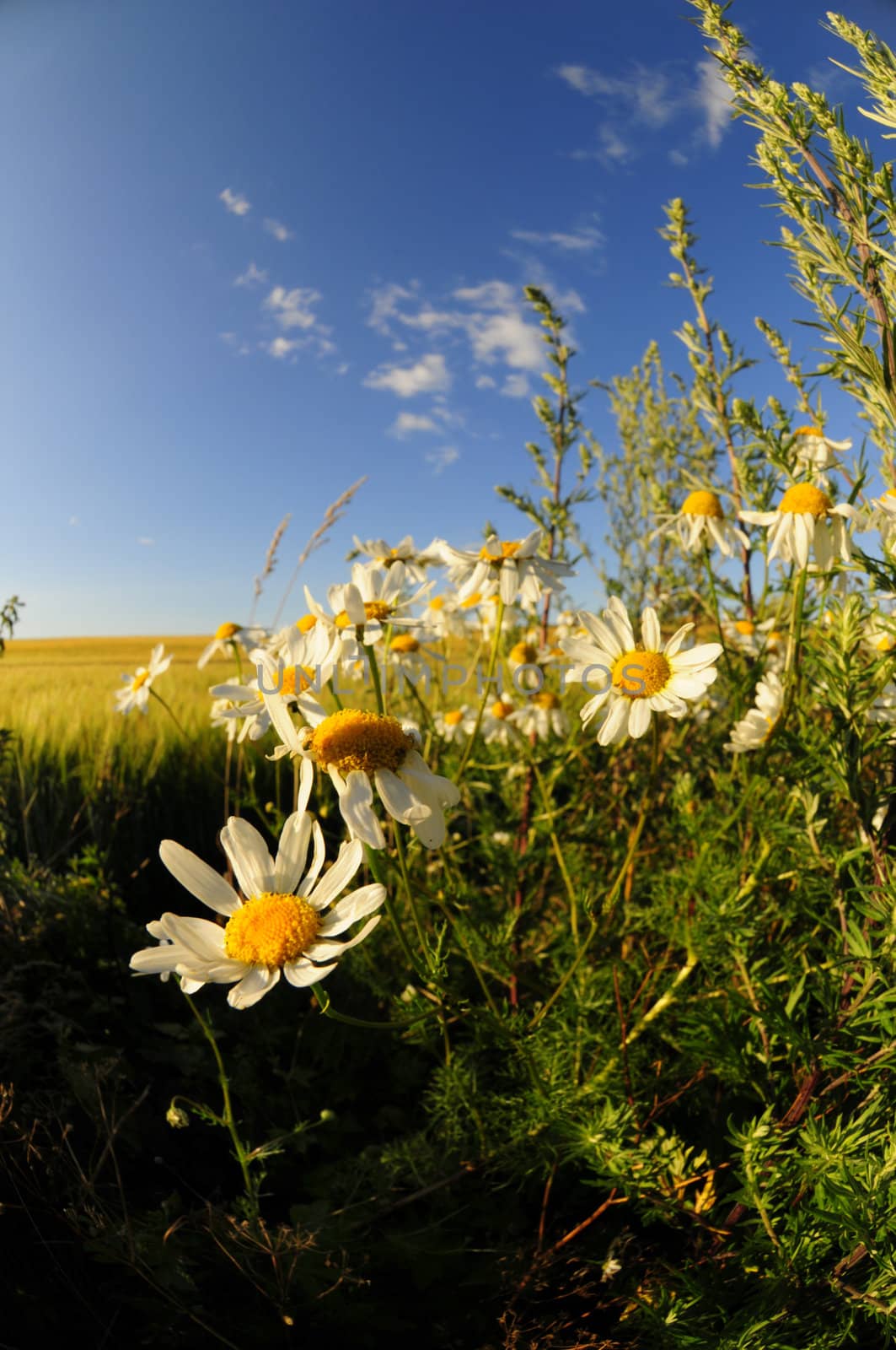 open landscape with wild daisies and blue sky