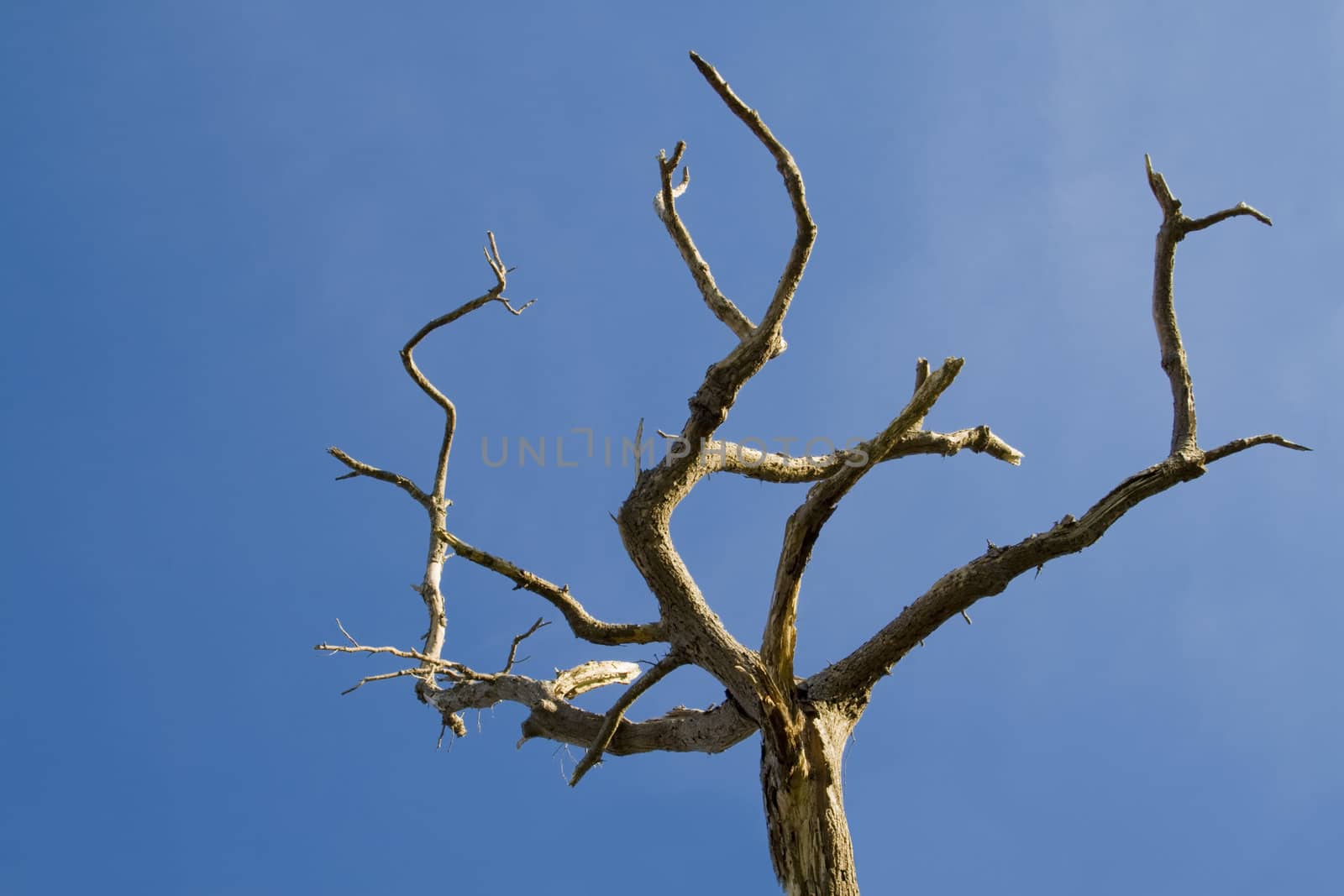 Beautiful dead tree on a deep blue sky.