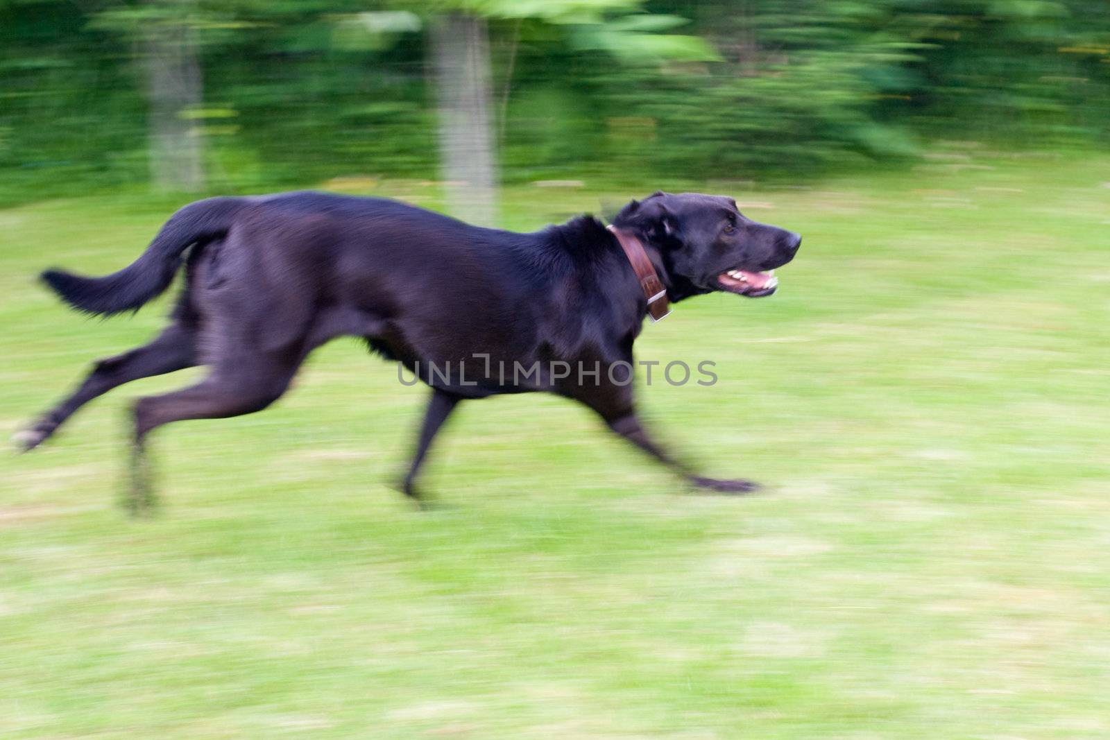 Black Labrador running across a meadow. Blurred to show motion.